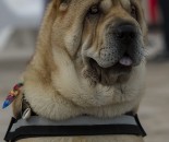 _DSC4398.1